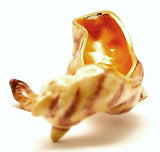 Mystic Cat Trinket Box. Brown White Enamel with Austrian Crystals