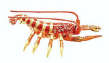 Lobster Trinket Box. Orange Enamel with Austrian Crystals