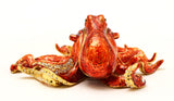 Octopus Trinket Box. Very Detailed with Austrian Crystals & Enamel