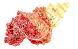Trumpet Shell Trinket Box Hand Crafted with Austrian Crystals