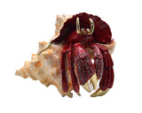 Big Hermit Crab Trinket Box. Hand Crafted with Austrian Crystals Enamel